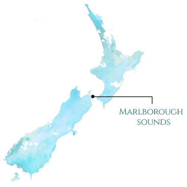 Boatshed Bay – Marlborough Sounds